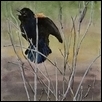 Faces of the Prairie - Redwing Blackbird
