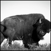 BISON OF THE PLAINS