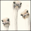 3 Ostriches