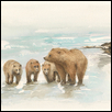 Bear Family Walking About