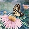Swallowtail on Echinacea