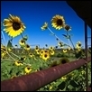 Corralled Sunflowers