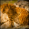 A Leopard Looking