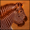 Zebra at Dusk