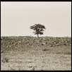 Lone Tree, Chase County, Flint Hills, Kansas