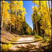 Autumn Aspen Trail