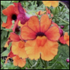 ALASKA SUMMER -- Artist: Lawrence Brooks Size: 9" X 7.5" Medium: Photography Price: $120.00