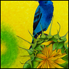 Sunny Indigo Bunting