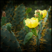Cactus Blossem