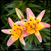 Pink & Yellow Day Lilies