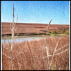 WINDSWEPT PRAIRIE -- Artist: Laurie Ullrich Size: 15" x 20" Medium: Fiber, Jewellry/Wearable Art Price: $350.00