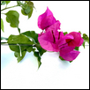 Bougainvillea ll