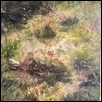 FIELD OF FLOWERS -- Artist: Denice Belcher Size: 12" x 12" Medium: Oil