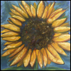 SUNFLOWER -- Artist: Beth Medley Size: 12" x 12" Medium: Oil Price: $150.00