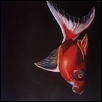 Bug-eyed goldfish