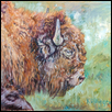Bison Study