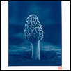 Kansas Morel #2 - Cyanotype