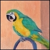 Chatty Parrot