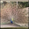 DOUBLY PROUD: A FRENCH PEACOCK -- Artist: Susan Mosier Size: 20" x 16" Medium: Photography Price: $325.00