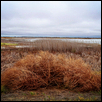 Tumbleweed On the Big Salt Marsh