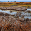 Rare Inland Salt Marsh