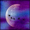 Cormorant Moon