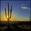 Saguaro Sunset