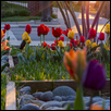 SUNKISSED TULIPS -- Artist: Vicki Stewart Size: 11" x 14" Medium: Photography Price: $240.00
