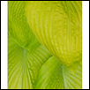 MLewis-Hostas.jpg