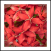 MLewisJungle Geranium.jpg