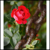 MLewis-Rose & Chain.jpg