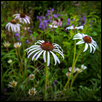 Pale Coneflower