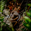 Water Moccasin