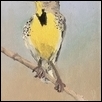 WESTERN MEADOWLARK - KANSAS STATE BIRD -- Artist: Ibrahim Suleiman Size: 6" x 8" Medium: Oil Price: $225.00