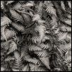 FERN -- Artist: RITA GIENAPP Size: 15" x 12" Medium: Photography Price: $250.00