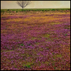 PURPLE FIELD