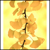 GINKGO LEAVES -- Artist: Roy Inman Size: 24" x 18" Medium: Photography Price: $400.00