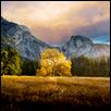 LONELY TREE, COOKS MEADOW, YOSEMITE -- Artist: Heather Young Size: 8" x 10" Medium: Photography Price: $100.00