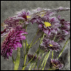 FROZEN FLOWERS -- Artist: susan PFANNMULLER Size: 24" x 18" Medium: Photography Price: $300.00