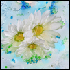 daisies