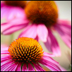 Late summer Cone flowers