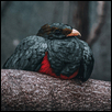 Nevermore
