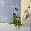 Pansies of Resilience