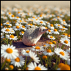 Daisy Love