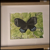 BLACK BUTTERFLY ON GREEN -- Artist: Julie Hans Size: 8” x 10” Medium: Watercolor Price: $150.00