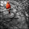 The peaceful watcher