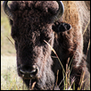 Bison