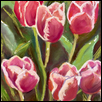 Tulip dance