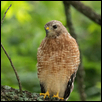 Red Shouldered Hawk