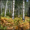 Aspens And Ferns